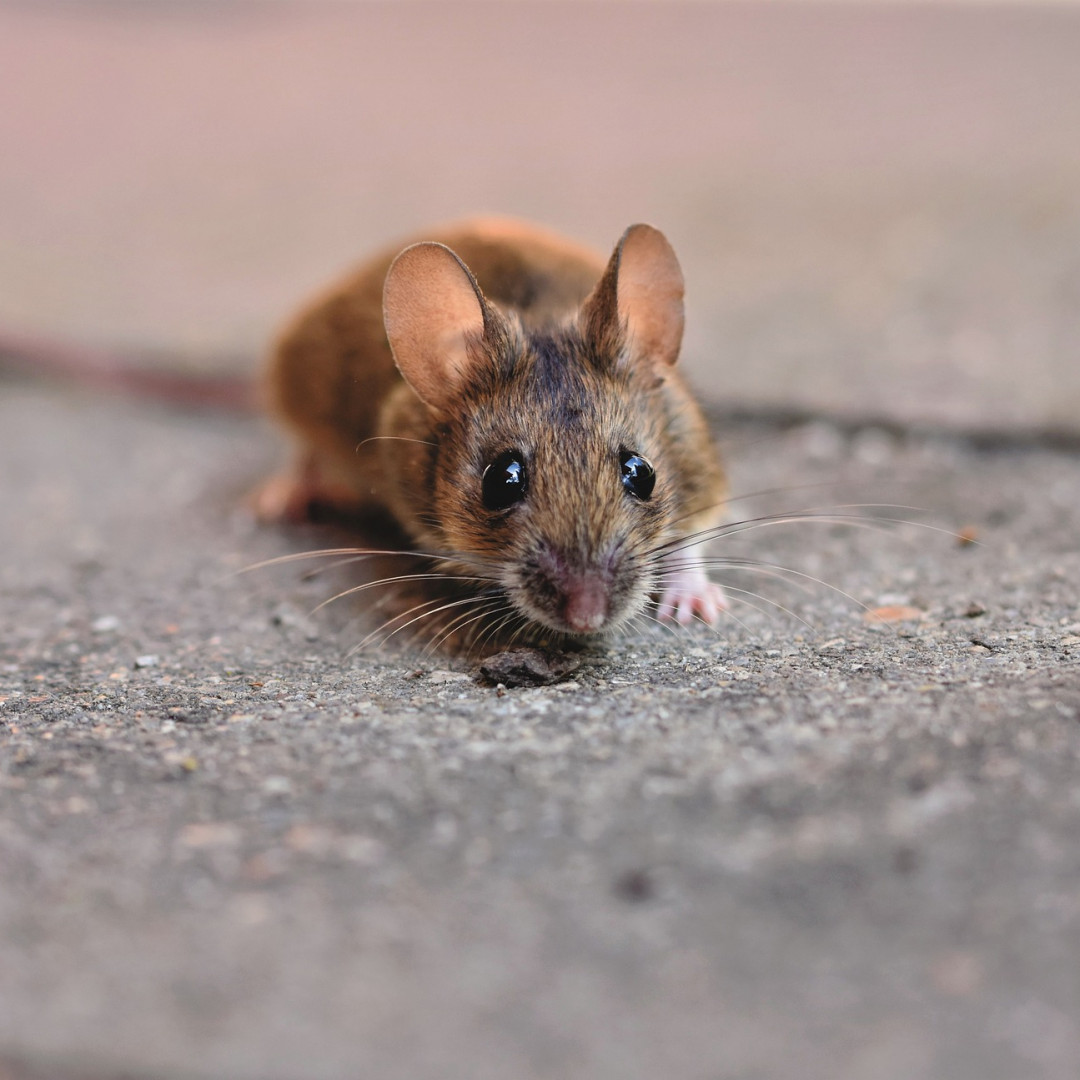 How to Keep Out Winter Pests